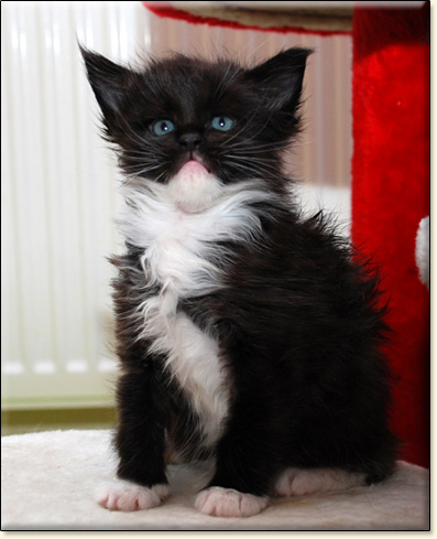 hodowla kotw maine coon Villa Park*PL