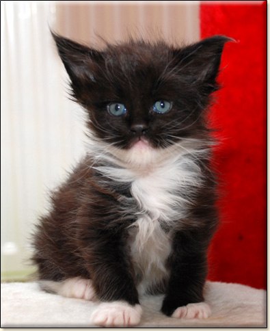 hodowla kotw maine coon Villa Park*PL