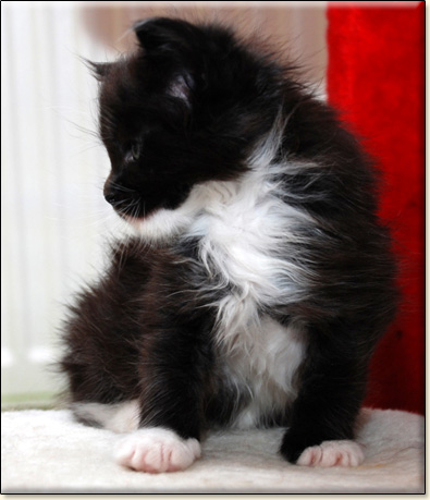 hodowla kotw maine coon Villa Park*PL