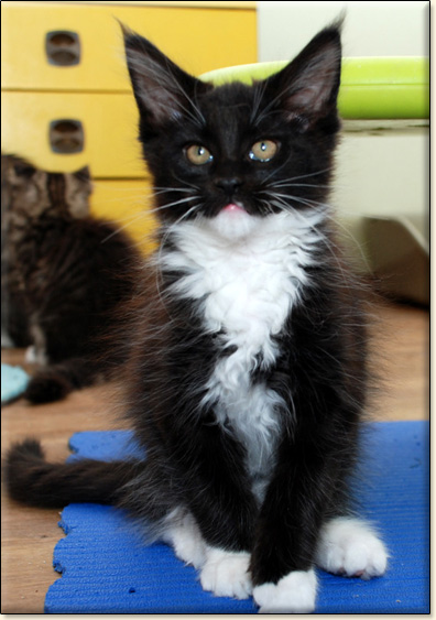 hodowla kotw maine coon Villa Park*PL