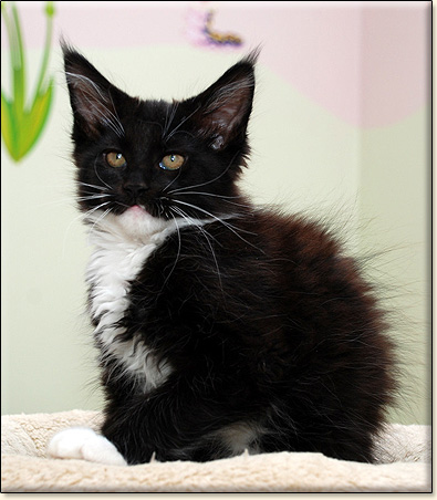 hodowla kotw maine coon Villa Park*PL