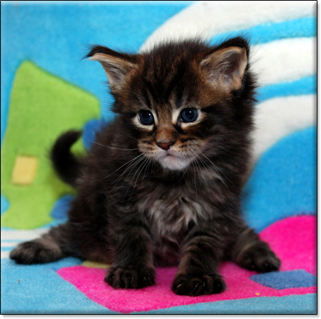 hodowla kotw maine coon Villa Park*PL