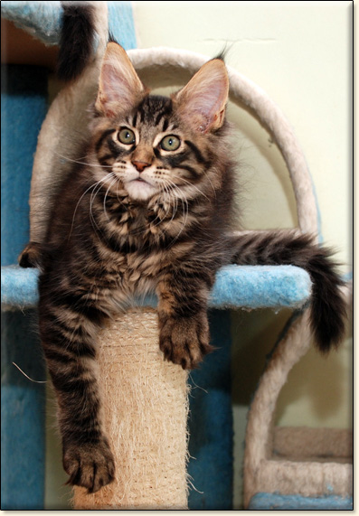 hodowla kotw maine coon Villa Park*PL