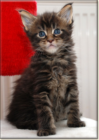 hodowla kotw maine coon Villa Park*PL