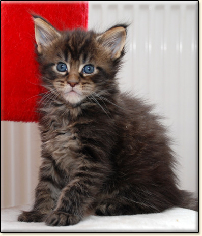 hodowla kotw maine coon Villa Park*PL