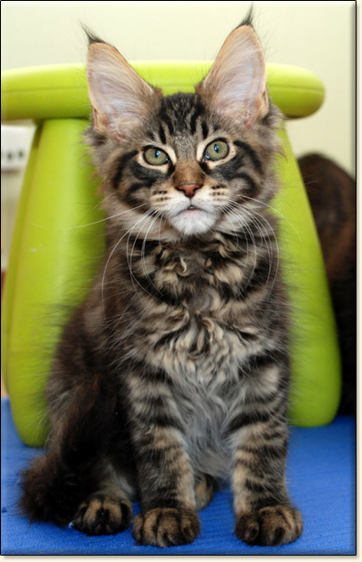 hodowla kotw maine coon Villa Park*PL