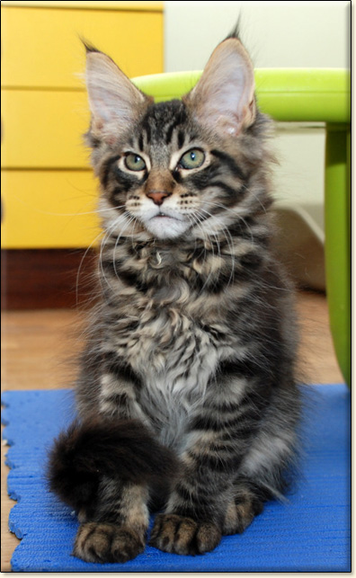 hodowla kotw rasy Maine Coon Villa Park*PL