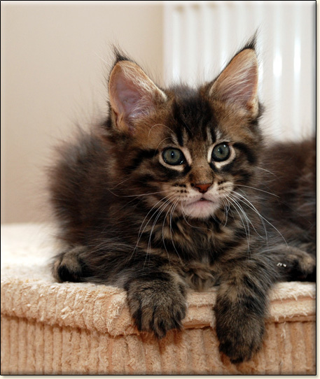 hodowla kotw maine coon Villa Park*PL