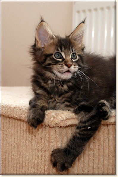 hodowla kotw maine coon Villa Park*PL