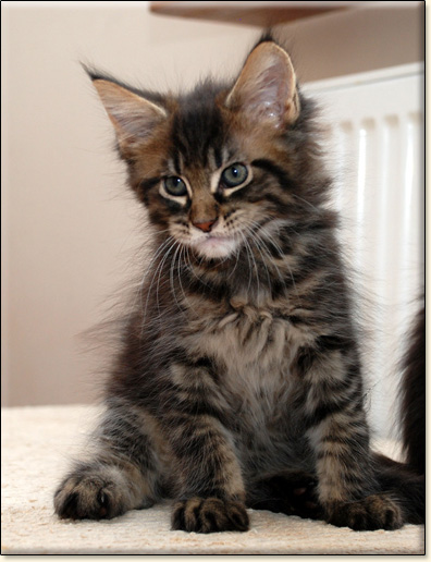 hodowla kotw maine coon Villa Park*PL