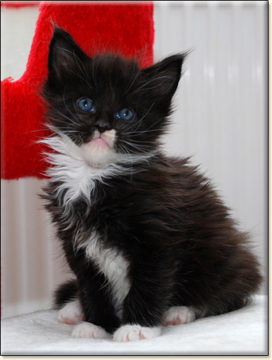 hodowla kotw maine coon Villa Park*PL