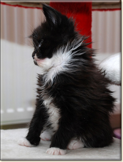 hodowla kotw maine coon Villa Park*PL