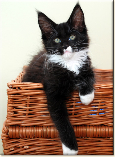 hodowla kotw maine coon Villa Park*PL