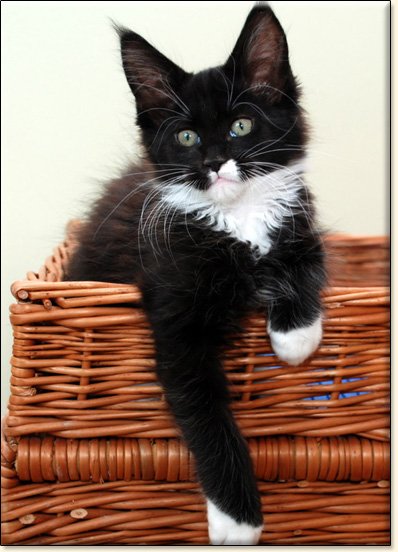 hodowla kotw maine coon Villa Park*PL