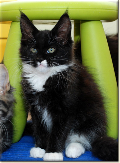 hodowla kotw maine coon Villa Park*PL