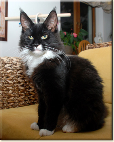 hodowla kotw maine coon Villa Park*PL