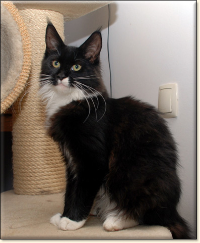 hodowla kotw maine coon Villa Park*PL