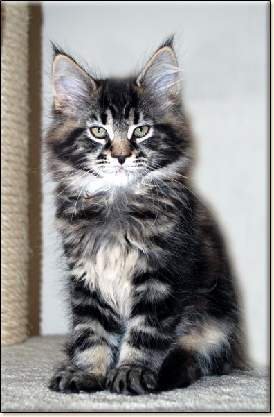 hodowla kotw rasowych maine coon Villa Park*PL