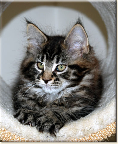 hodowla kotw rasy Maine Coon Villa Park*PL