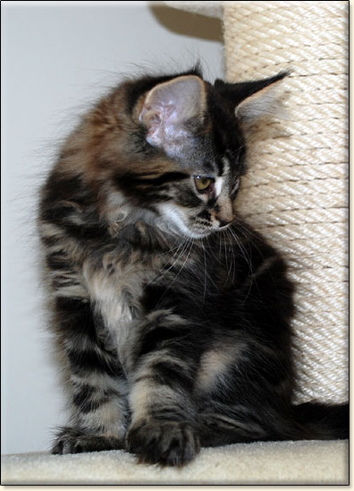 hodowla kotw maine coon Villa Park*PL