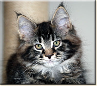 Maine Coon cattery Villa Park*PL