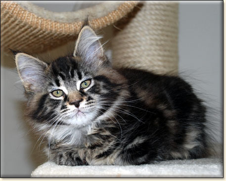 maine coon cattery Villa Park*PL