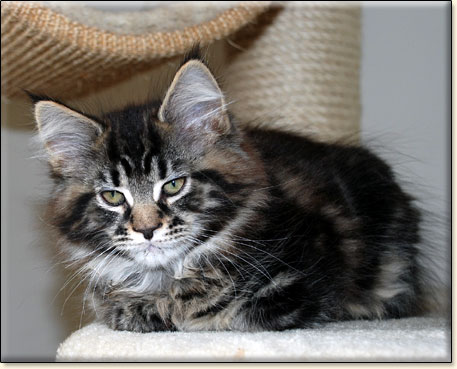 hodowla kotw maine coon Villa Park*PL