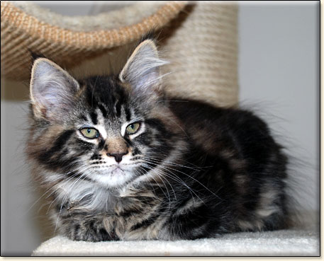 hodowla kotw rasy Maine Coon Villa Park*PL