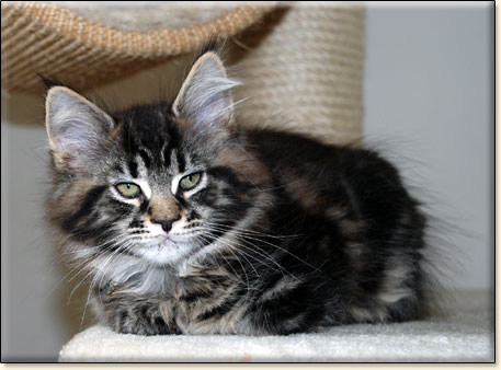 hodowla kotw maine coon Villa Park*PL