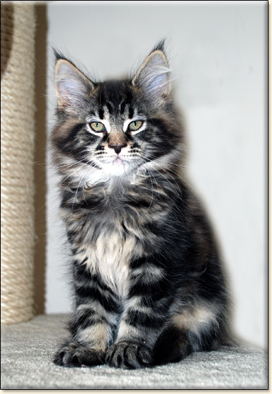 Maine Coon cattery Villa Park*PL