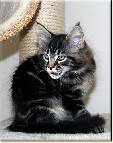 maine coon cattery Villa Park*PL