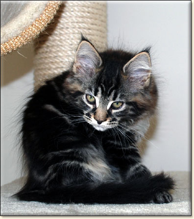 hodowla kotw maine coon Villa Park*PL