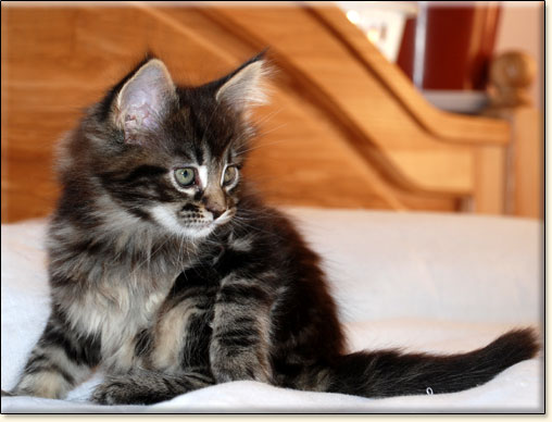 hodowla kotw maine coon Villa Park*PL