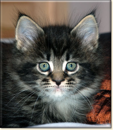 hodowla kotw rasy Maine Coon Villa Park*PL