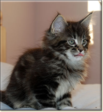 hodowla kotw maine coon Villa Park*PL