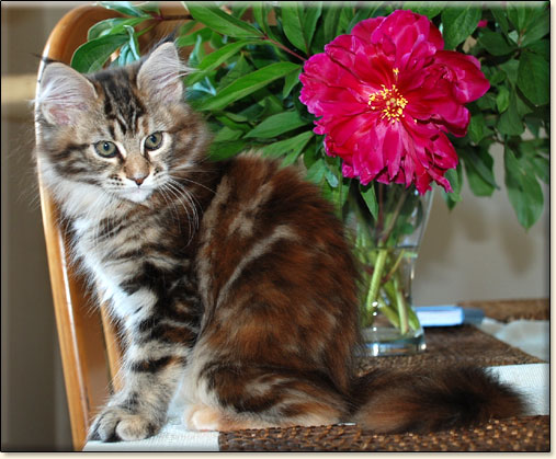 hodowla kotw rasy Maine Coon Villa Park*PL