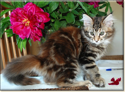 hodowla kotw maine coon Villa Park*PL