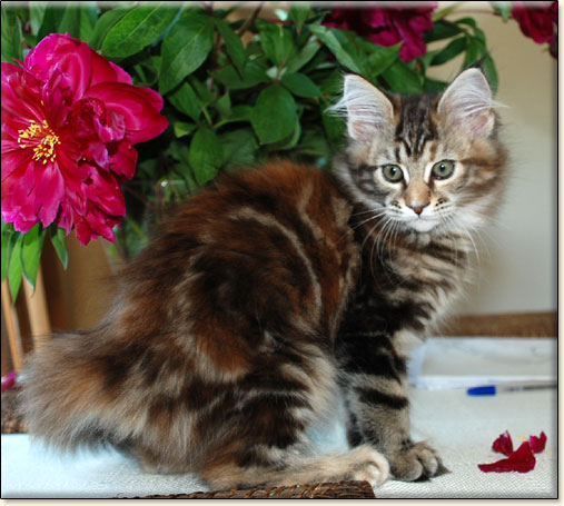 Maine Coon cattery Villa Park*PL