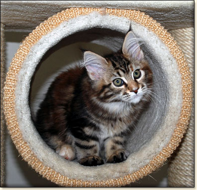 hodowla kotw maine coon Villa Park*PL