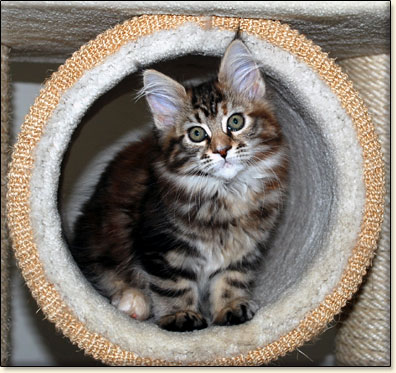 hodowla kotw rasy Maine Coon Villa Park*PL