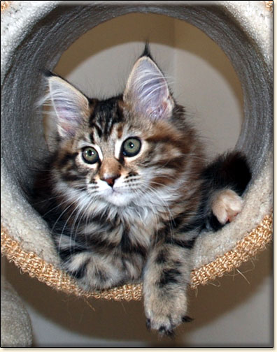 hodowla kotw maine coon Villa Park*PL