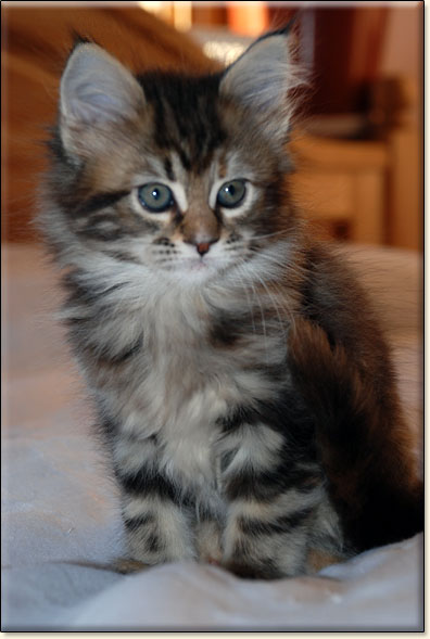 hodowla kotw maine coon Villa Park*PL