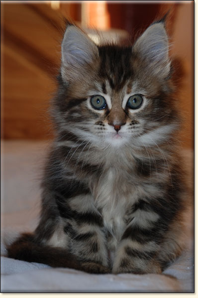 hodowla kotw maine coon Villa Park*PL