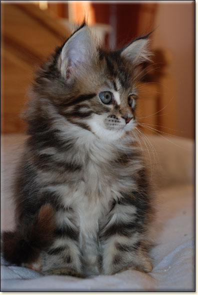 hodowla kotw maine coon Villa Park*PL