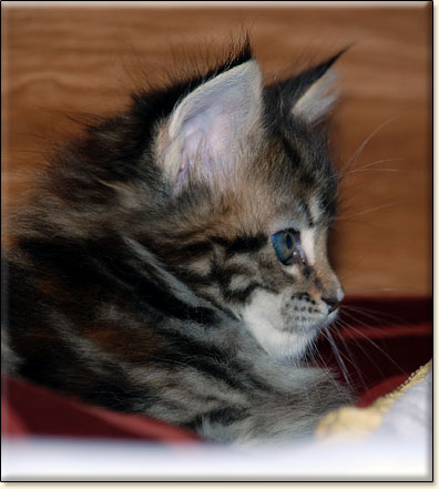 hodowla kotw maine coon Villa Park*PL