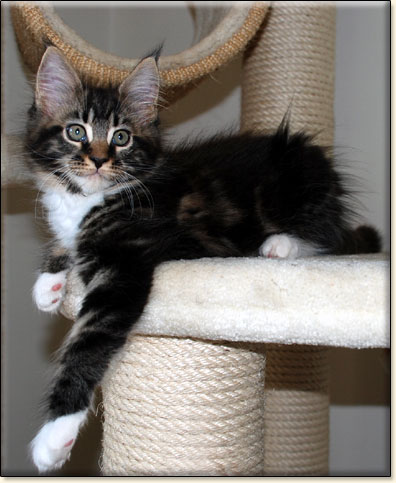 hodowla kotw rasy Maine Coon Villa Park*PL