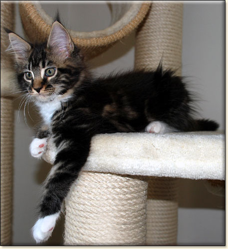 hodowla kotw maine coon Villa Park*PL