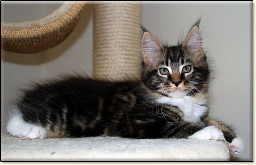 Maine Coon cattery Villa Park*PL