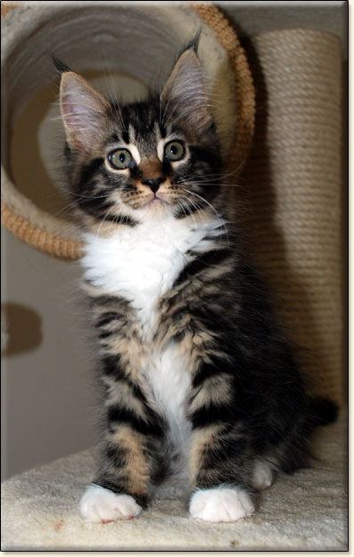 hodowla kotw maine coon Villa Park*PL