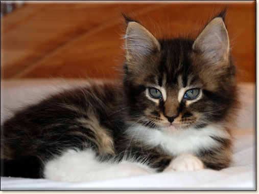 hodowla kotw rasy Maine Coon Villa Park*PL